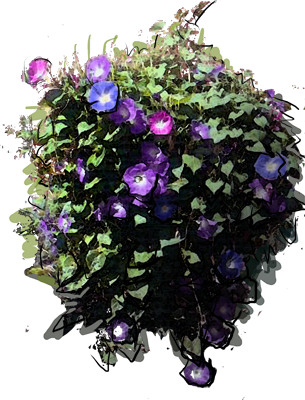 Wilec purpurowy